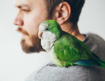 A Quaker parrot, known for its ability to mimic human speech, sits on the shoulder of a young man. (Bigstock/Insonnia)