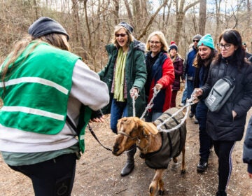 Philly Goat Project rings in the new year