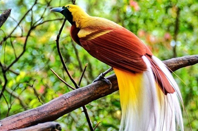 Gambar Burung Cendrawasih Dan Penjelasannya