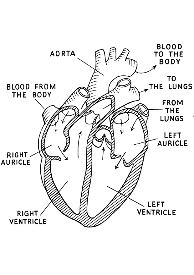 Anatomie