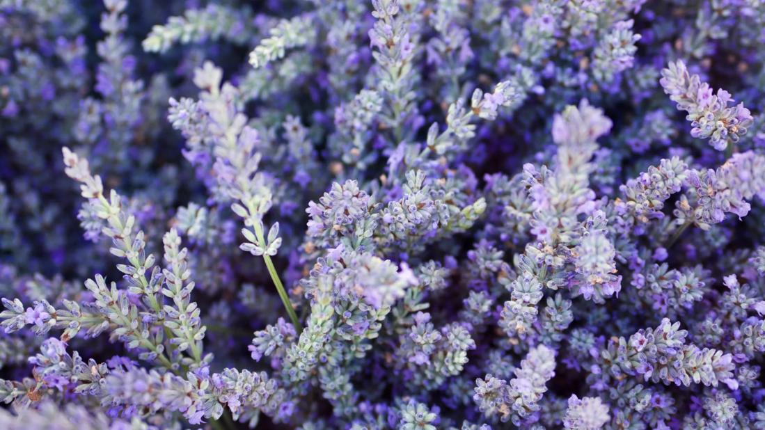 Lavender shrubs