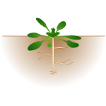 Vector image of arabidopsis thaliana