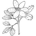 Vector illustration of anemone piper plant