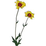 Gaillardia aristata vector