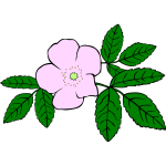 Rosa acicularis vector