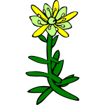 Saxifraga aizoides vector