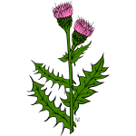 Cirsium arvense vector