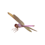 Dragonfly vector