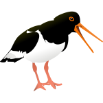 Oystercatcher vector graphics