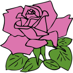 Pink rose vector drawing