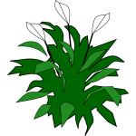 spathiphyllum