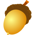 Acorn vector image