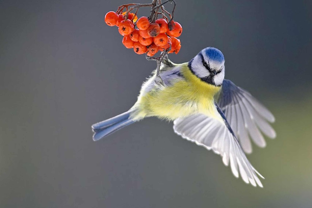 
							Vögel im Winter füttern
						