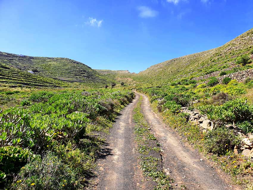 Lanzarote im Winter Erfahrungen Klima: Überraschend grüne Insel - am Wegrand gedeihen Wolfmilchsgewächse und andere Pflanzen auf Lanzarote im Winter