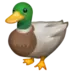 Canard