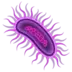 Microbe