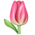 Tulipe