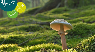 Shroom for improvement? Navigating the advertising rules for functional mushrooms