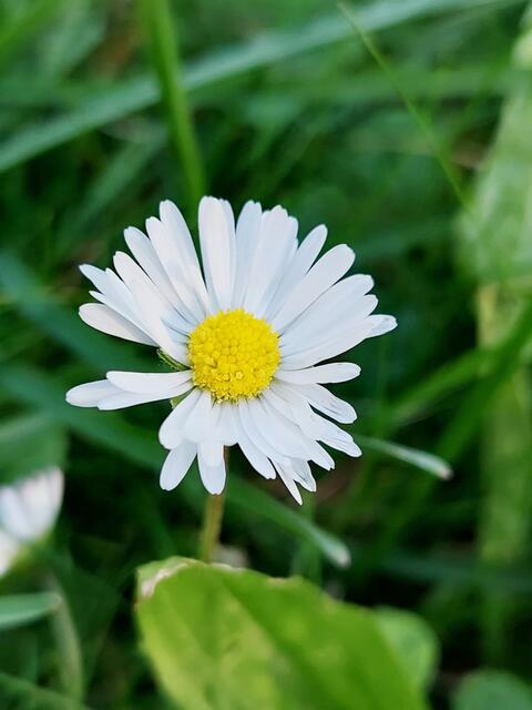 Gänseblümchen - Blüte | Foto: Sabine Weigl