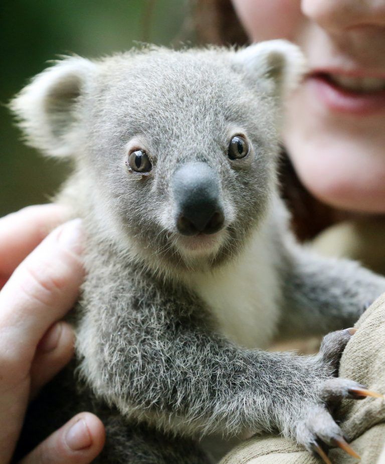 Koala-Nachwuchs im Duisburger Zoo