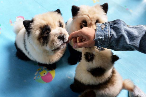 Empörung über gefärbte "Panda-Hunde" in Cafe in China