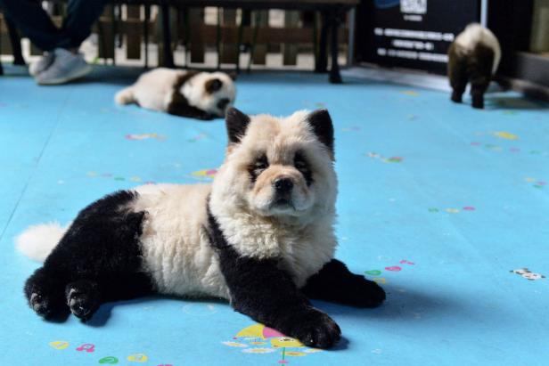 Empörung über gefärbte "Panda-Hunde" in Cafe in China