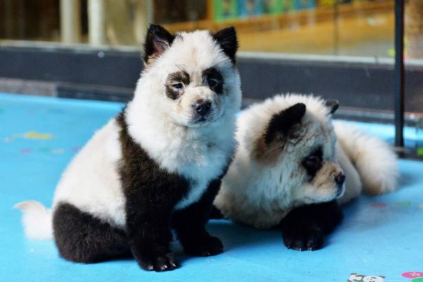 Empörung über gefärbte "Panda-Hunde" in Cafe in China