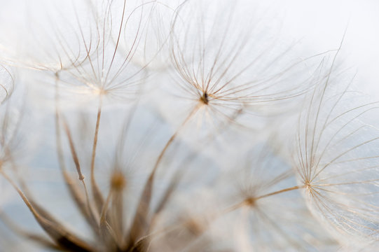 Nahaufnahme einer Pusteblume