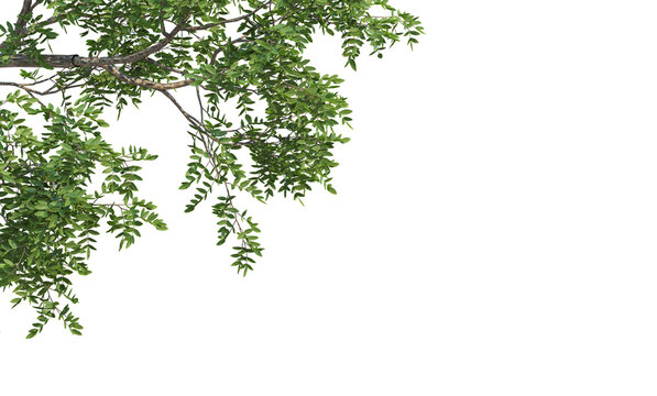 Branch with Green Leaves 3D Rendered on corner border, transparent background