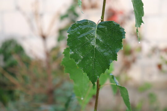 liść, brzoza, deszcz, zielony, mokre, breen, leaf, birch, rain, wet