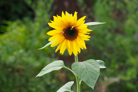 Sonnenblume im Hausgarten