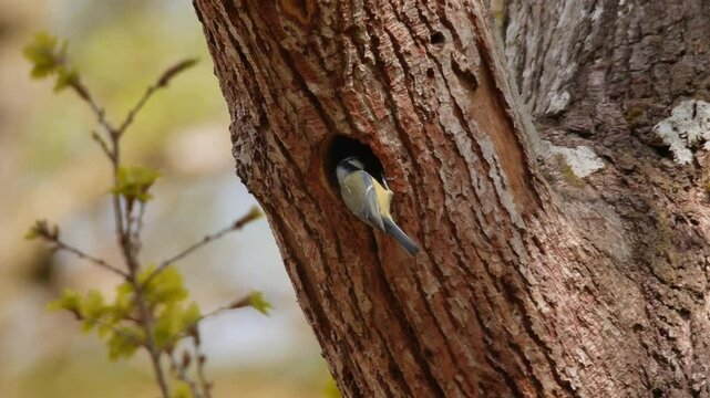 Songbird (bluetit) perches on entrace to nest hole in tree and look sinside nest. Slow motion