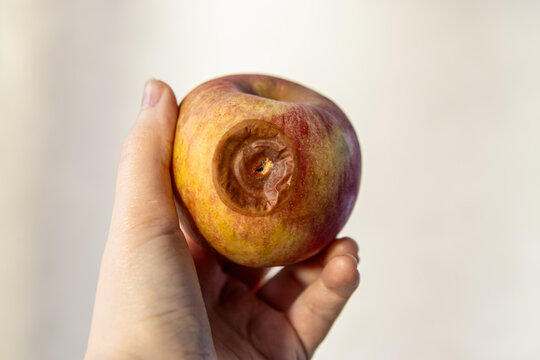 Woman holds a rotten apple. Natural. Rot