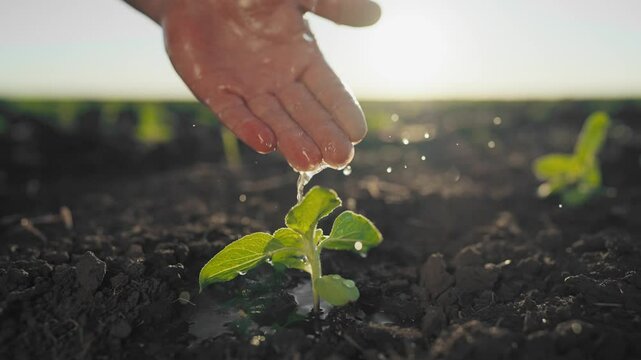 Horticulture and gardening, closeup view of hands with flowing water on plant. Human and nature, ecology concept, farmer watering sprouts in agricultural fields, eco-friendly farming and agribusiness