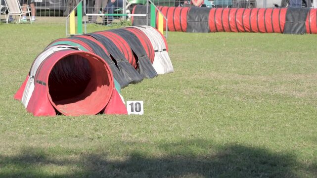 Border Collie Navigates Dog Agility Tunnel During Outdoor Competition