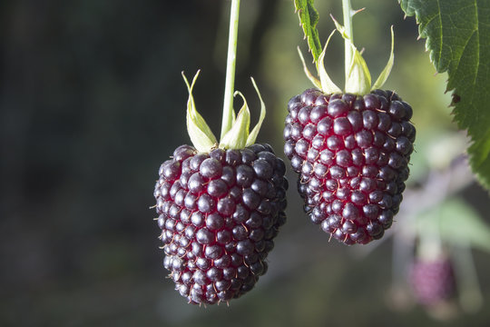 Mora de castilla (Rubus glaucus)