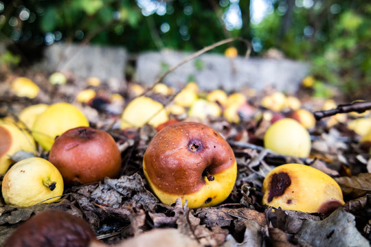 Faule Äpfel auf einer Obstwiese