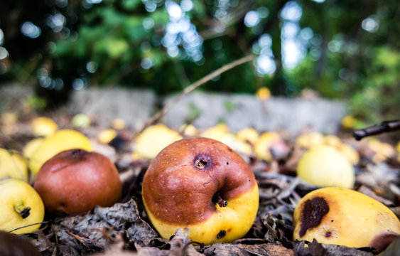 Obstwiese mit faulen Äpfel