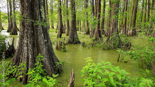 cypress tree louisiana swamp