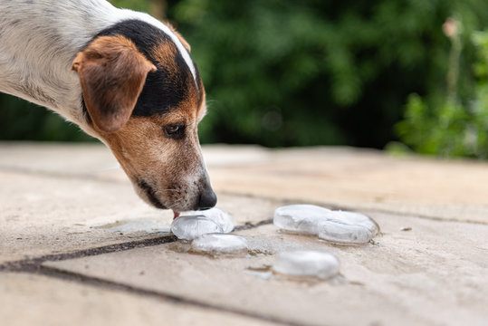 Smooth Jack Russell Terrier 11 years old. 
Dog  in heat summer quenches his thirst on an ice cube