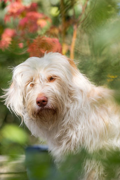 Hund im portrait