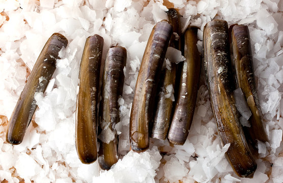  Razor Clams, healthy, seafood, fish