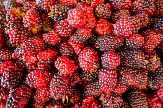 Ecuadorian blackberry, known as mora, at a public market in Ibarra, Ecuador.  High in antioxidants nutritious healthy berry fruit.