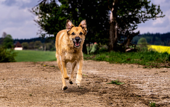 Hund rennt auf dem Feldweg