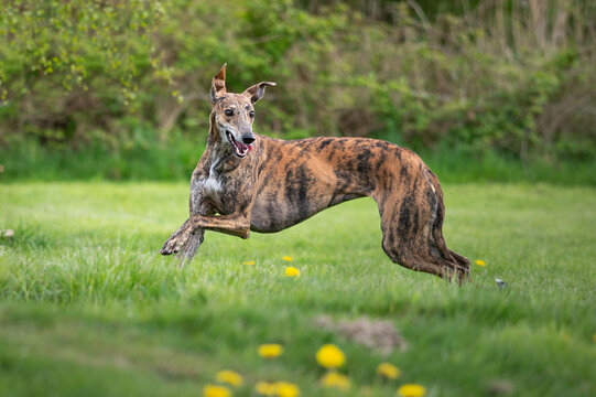 gestromter Windhund spielt auf einer Wiese im Hundeauslauf