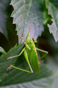 Pasikonik zielony (Tettigonia viridissima) Green grasshopper