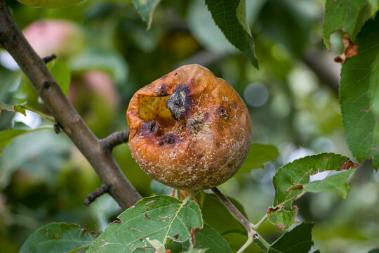 Rotten apple being eaten by wasps and flies. Flies and wasps eat an apple, an apple half eaten by flies and wasps. The wasps ate the apple from the inside.