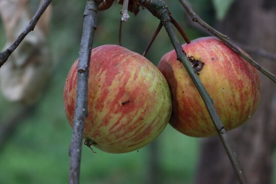 Red and green Emperor Dallago apple with worm hole in the orchard. Damaged apple