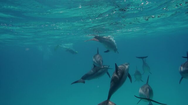 freediver woman ln touch with dolphins in the sea