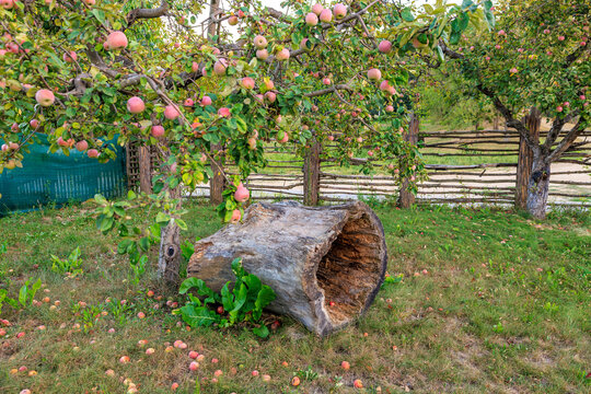 A large log is sitting in a field of apple trees